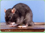rat control Trowbridge