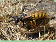 wasp control Trowbridge